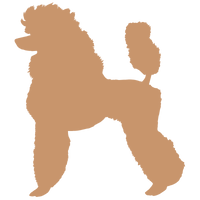 Poodle Yavrularımız