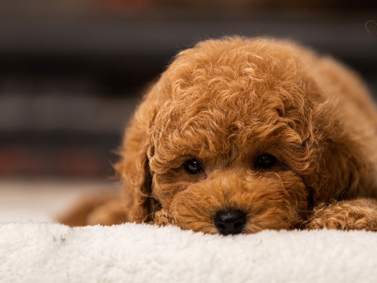 Veteriner köpeği muayene ediyor